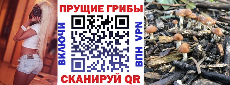 закладка  гидра ССЫЛКА  Галлюциногенные грибы Psilocybe  Выборг 
