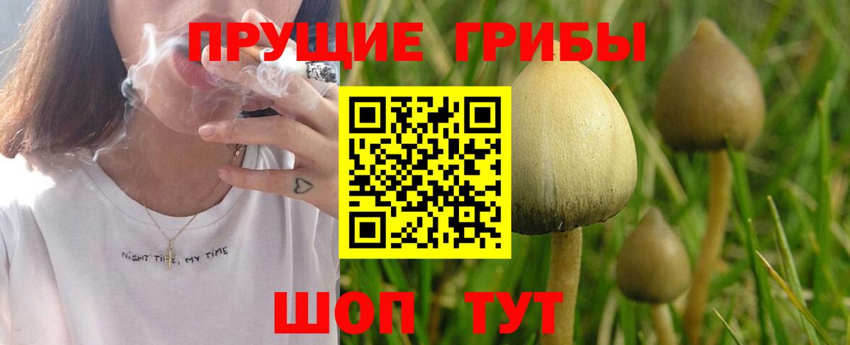 Псилоцибиновые грибы Magic Shrooms  купить  цена  Выборг  Вход с VPN 